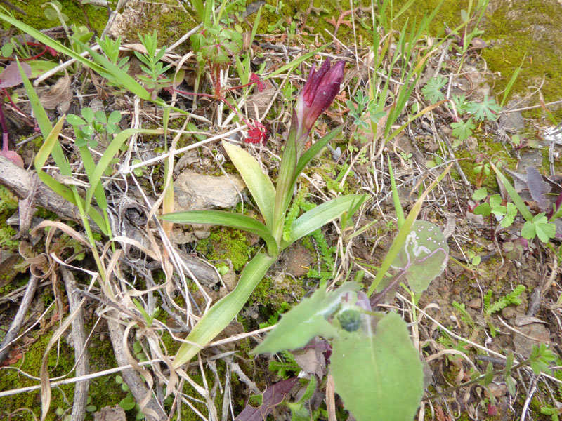 Anacamptis papilionacea ( e Anacamptis x gennarii)